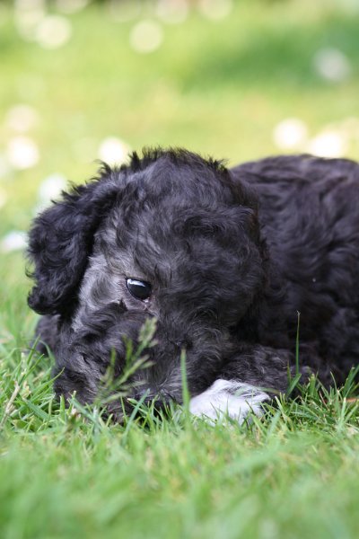 Arc-en-ciel Antares 2009-06-30 (32).JPG